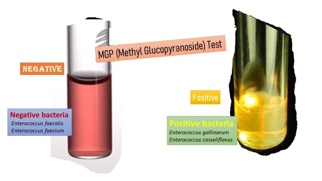 Methyl-α-D-glucopyranoside (MGP) Test- Positive and Negative Results Demonstration