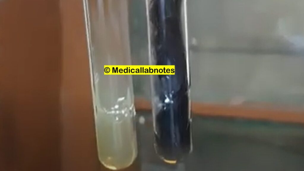 Bile esculin test -positive (black) Enterococcus species