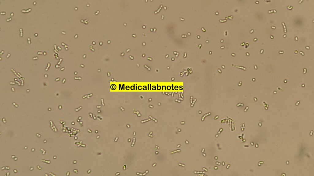 Saline-wet-mount-of-Streptococcus-oralis-microscopy