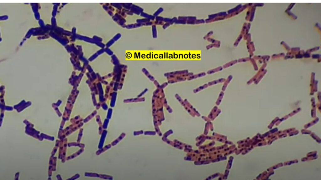 Bacillus Endospores Microscopy