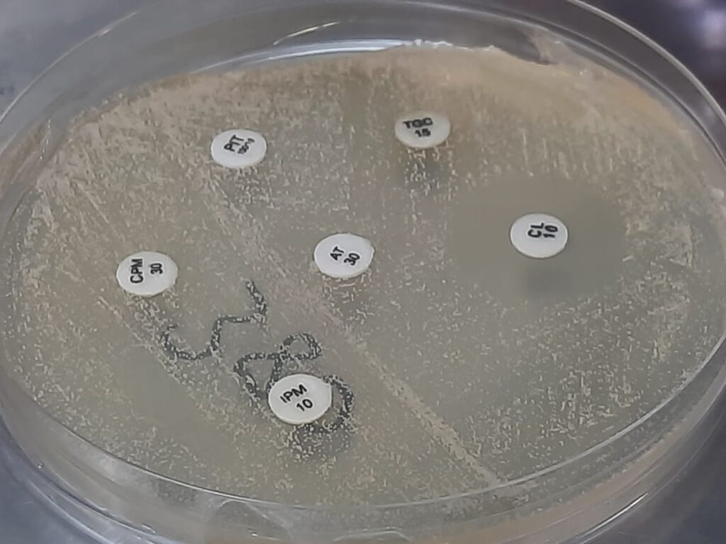 Malassezia antimicrobial susceptibility testing (AST)-Conventional method taking as bacteria