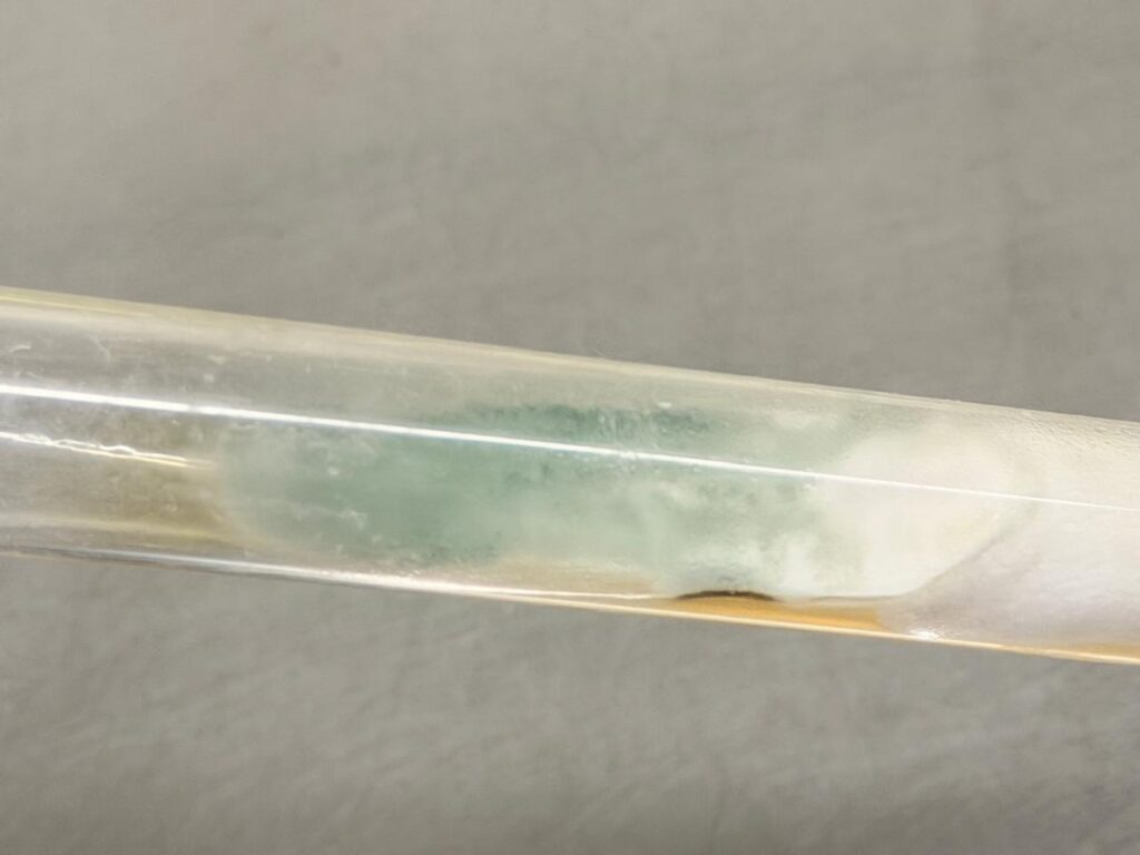 colony morphology of Penicillium on SDA