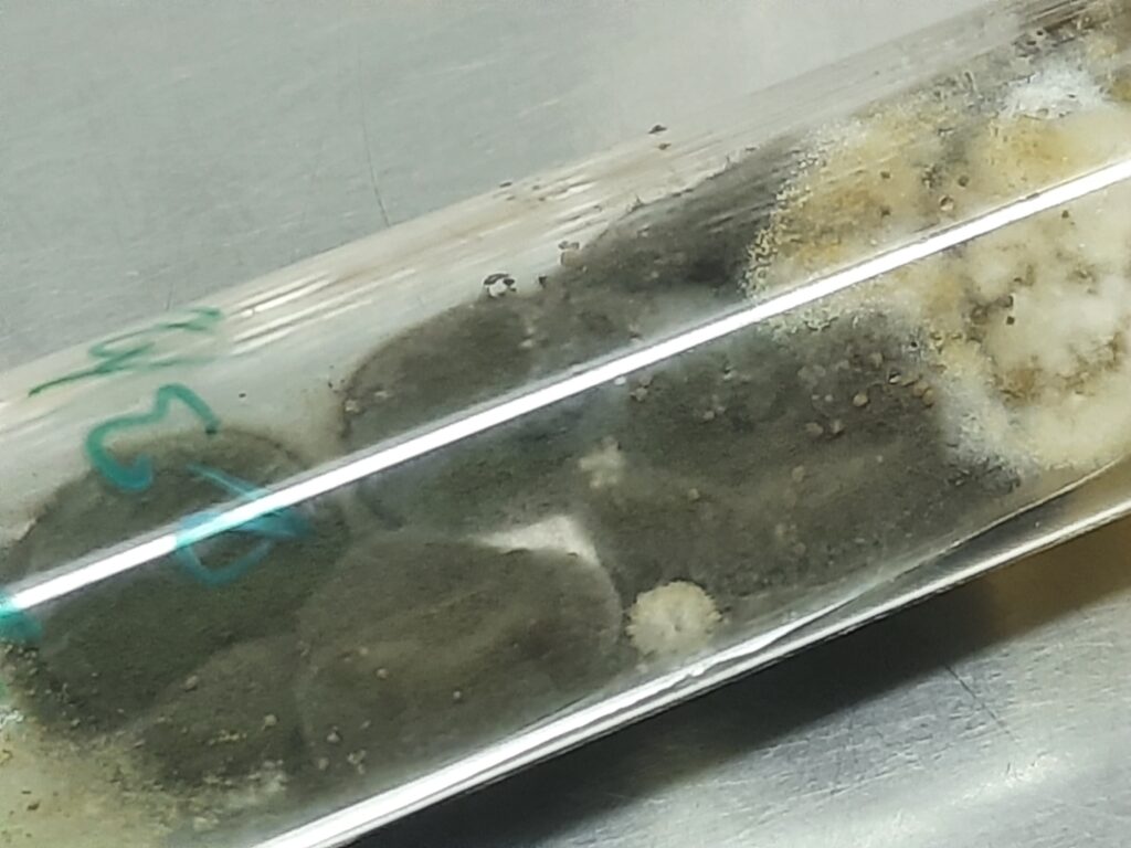 Cladosporium on Sabouraud Dextrose Agar (SDA) forms velvety, olive-green to blackish-green colonies with a dark reverse