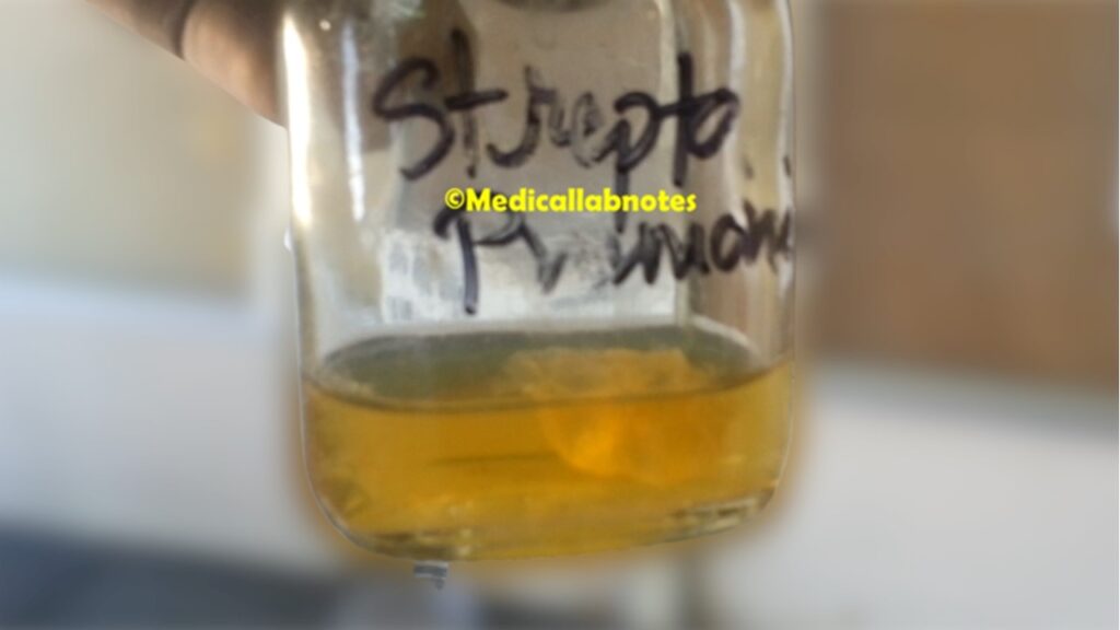 Puffball colony of Streptococcus pneumoniae in Brain Heart Infusion Broth (BHI Broth)
