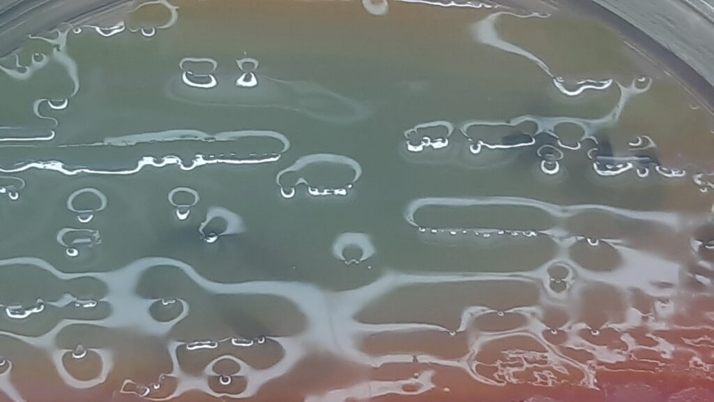 Klebsiella pneumoniae subspecies ozaenae (Klebsiella ozaenae) colony morphology on CLED medium