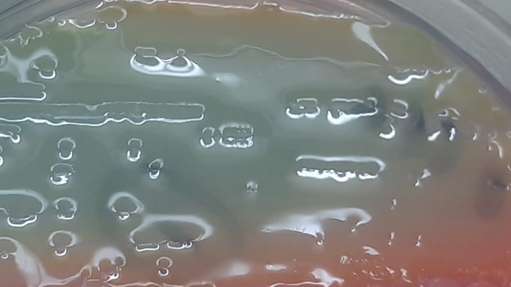 Klebsiella pneumoniae subspecies ozaenae (Klebsiella ozaenae) growth on CLED agar