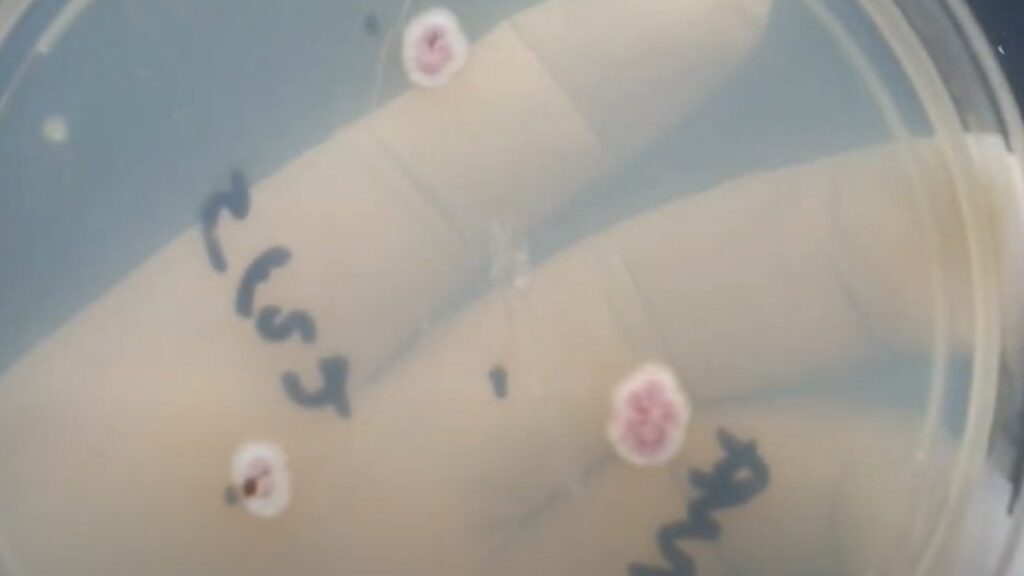 Paecilomyces colony morphology on Cornmeal agar (CMA)-