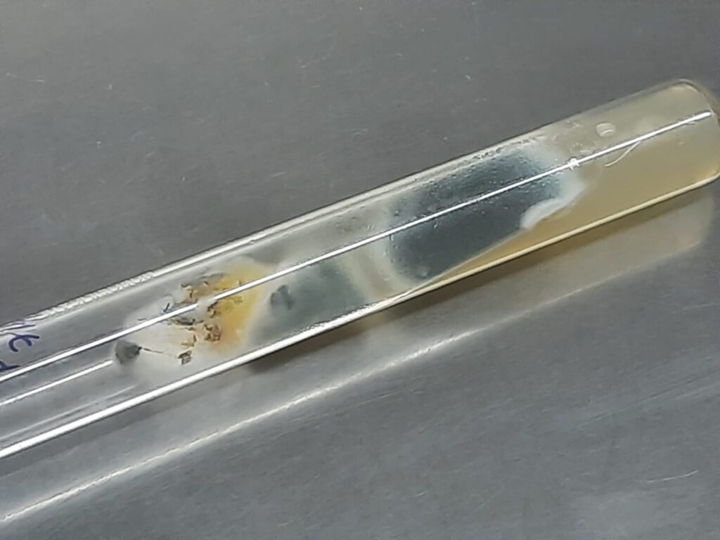 Penicillium species colony morphology on Sabouraud dextrose agar (SDA)