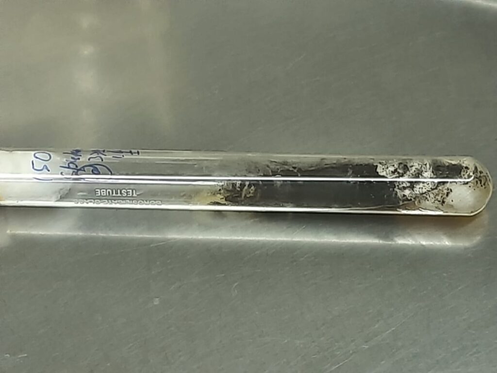 Aspergillus niger colony characteristics on Sabouraud Dextrose Agar (SDA)-