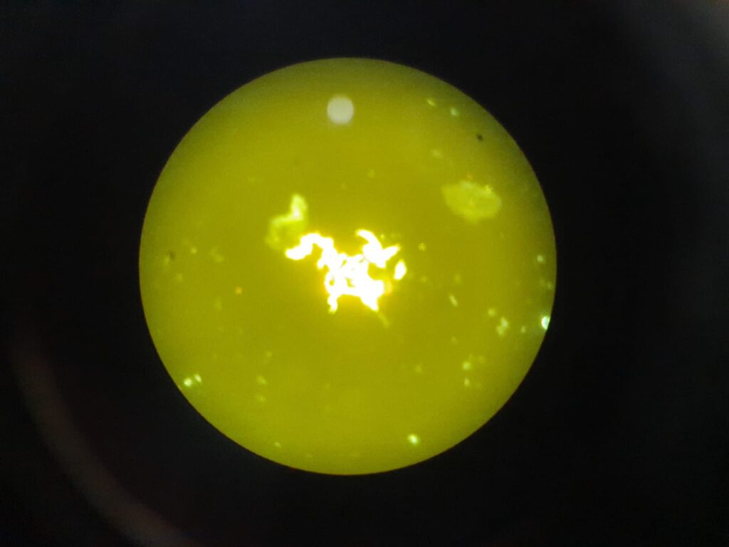 Serpentine cord or Cord factor or Trehalose dimycolate (TDM) of Mycobacterium tuberculosis complex (MTBC) in Auramine- Rhodamine staining of modified Middlebrook 7H9 Broth at a magnification of 400X-