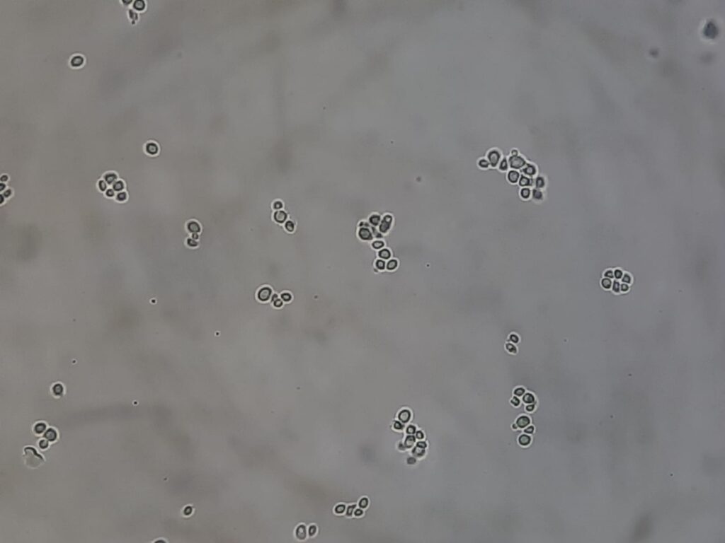 Nakaseomyces glabratus Germ tube test