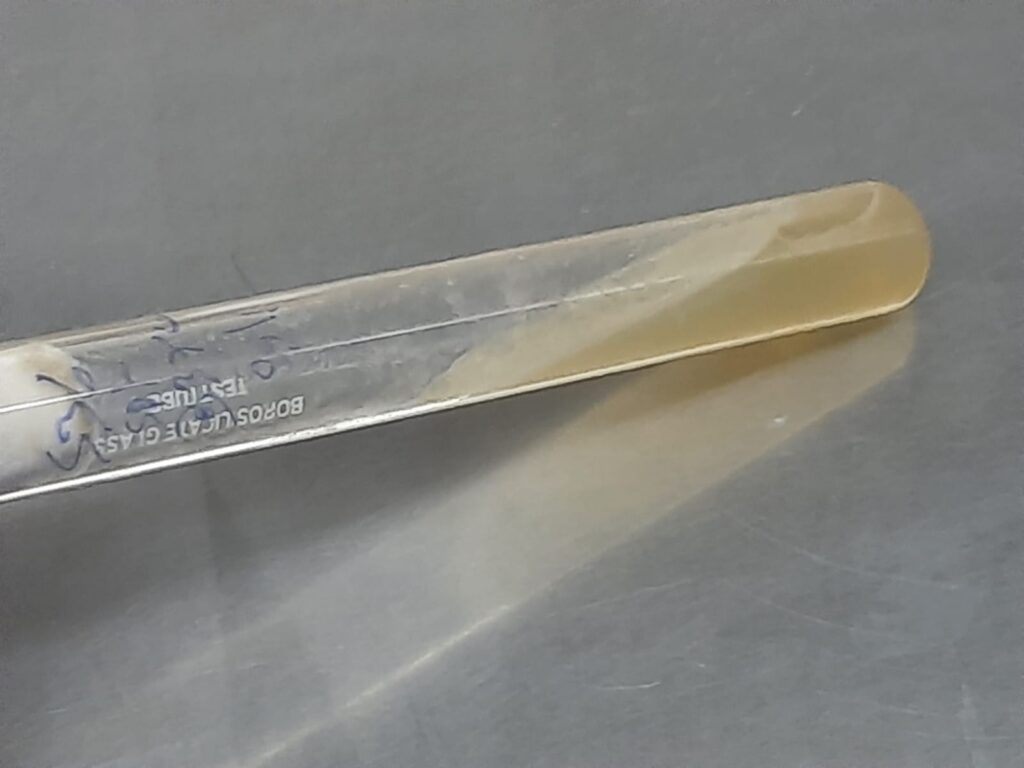 Nakaseomyces glabratus (formerly Candida glabrata) growth on Sabouraud dextrose agar (SDA)