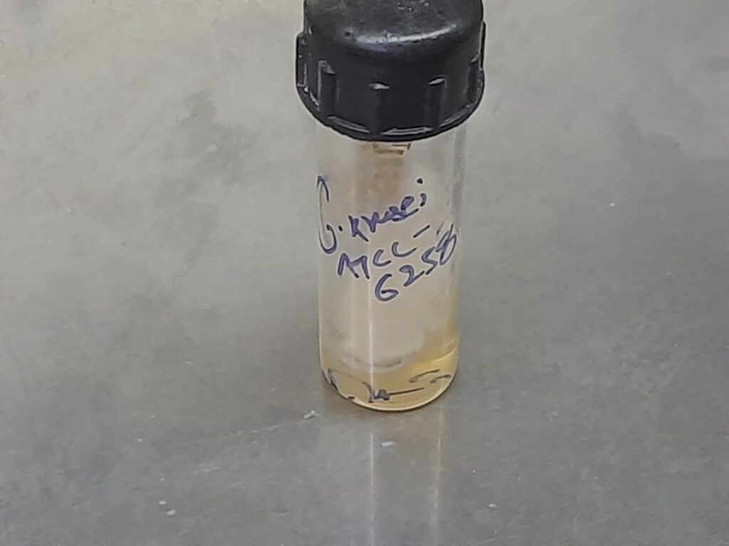 Pichia kudriavzevii ATCC strain