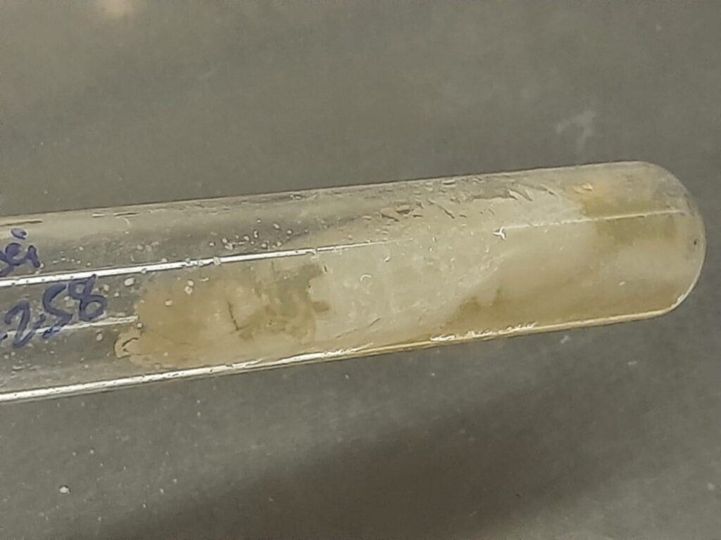 Pichia kudriavzevii colony characteristics on SDA