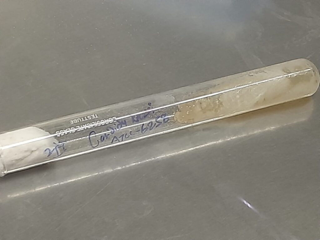 Pichia kudriavzevii, formerly known as Candida krusei colony morphology on Sabouraud dextrose agar (SDA)