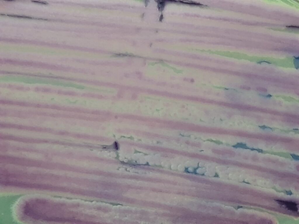 Pichia kudriavzevii growth on HiCrome Candida Differential Agar