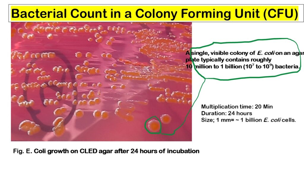 Bacterial Count in a Colony Forming Unit (CFU)