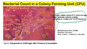 Cfu Test Lab Report.pdf Bacterial Load (Decoding the CFU): Introduction, Ranges, Applica