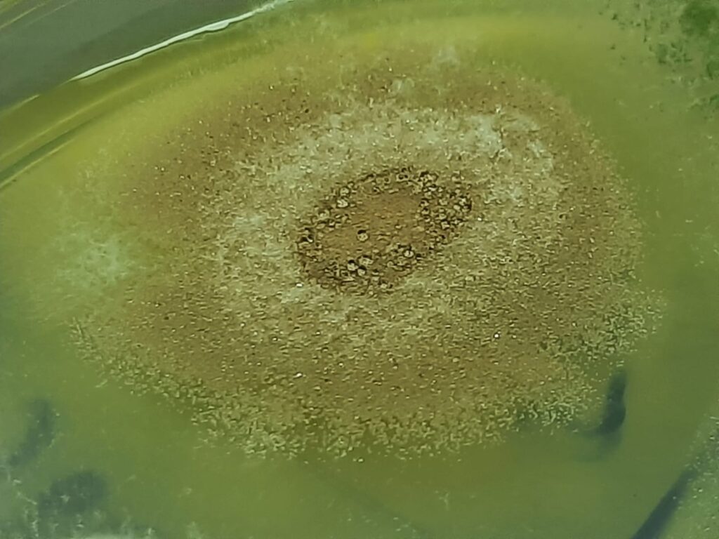 Colony morphology of Aspergillus terreus on Corn Meal Agar (CMA) showing a characteristic cinnamon-brown to sandy-beige pigmentation with a velvety, granular texture and a light-colored peripheral growth zone