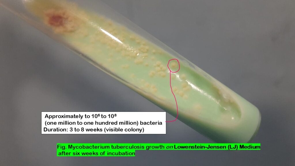 Number of bacteria in one Mycobacterium tuberculosis colony on Lowenstein-Jensen (LJ) medium