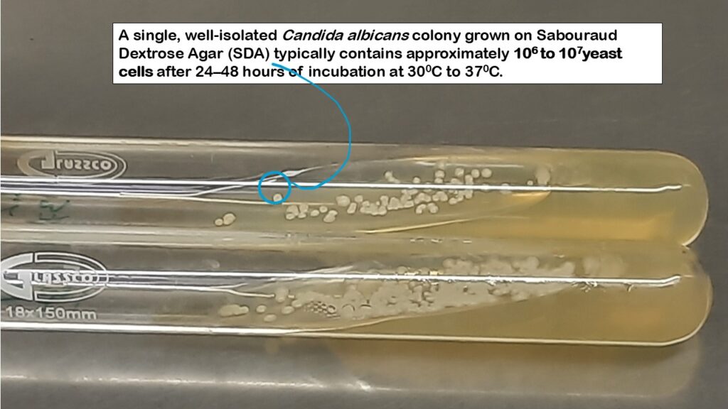 Number of yeast cells in one Candida albicans colony on Sabouraud dextrose agar