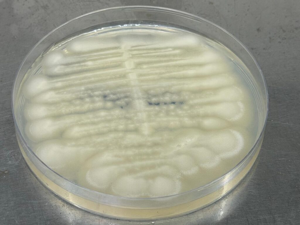 A plastic petri dish containing a light-yellowish, finely wrinkled (cerebriform) and dry Trichosporon microbial culture with a flat, mealy (farinose) covering on PDA agar