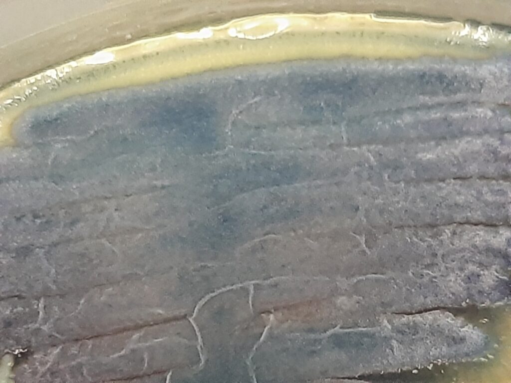 Saprochaete capitata in HiCrome™ Candida Differential Agar