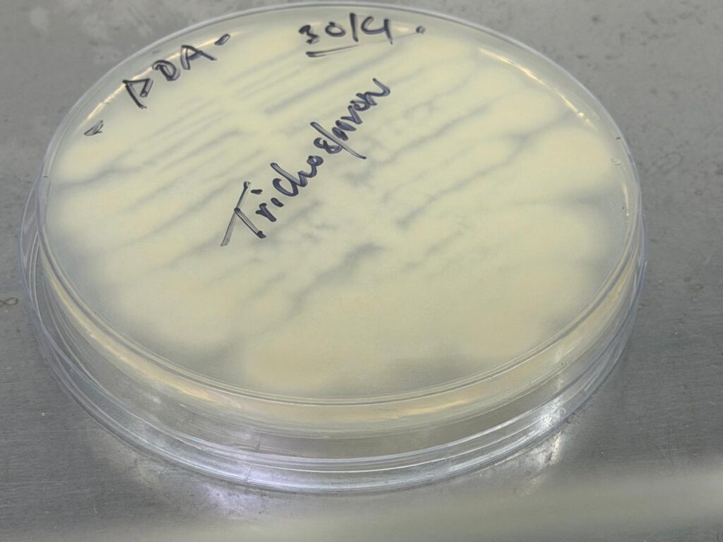 Trichosporon growth on Potato Dextrose Agar (PDA)