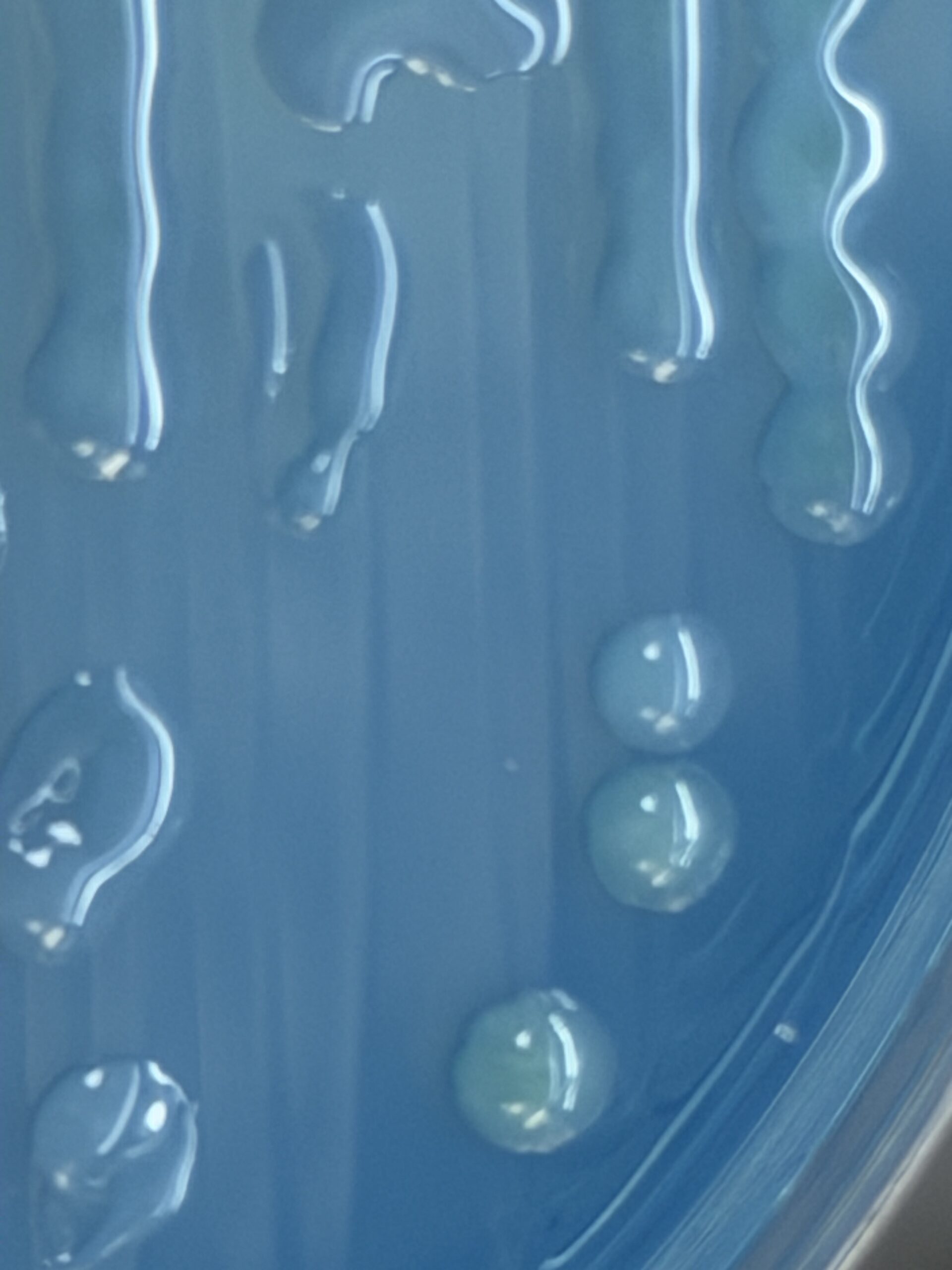 Acinetobacter lwoffii colony morphology on CLED agar