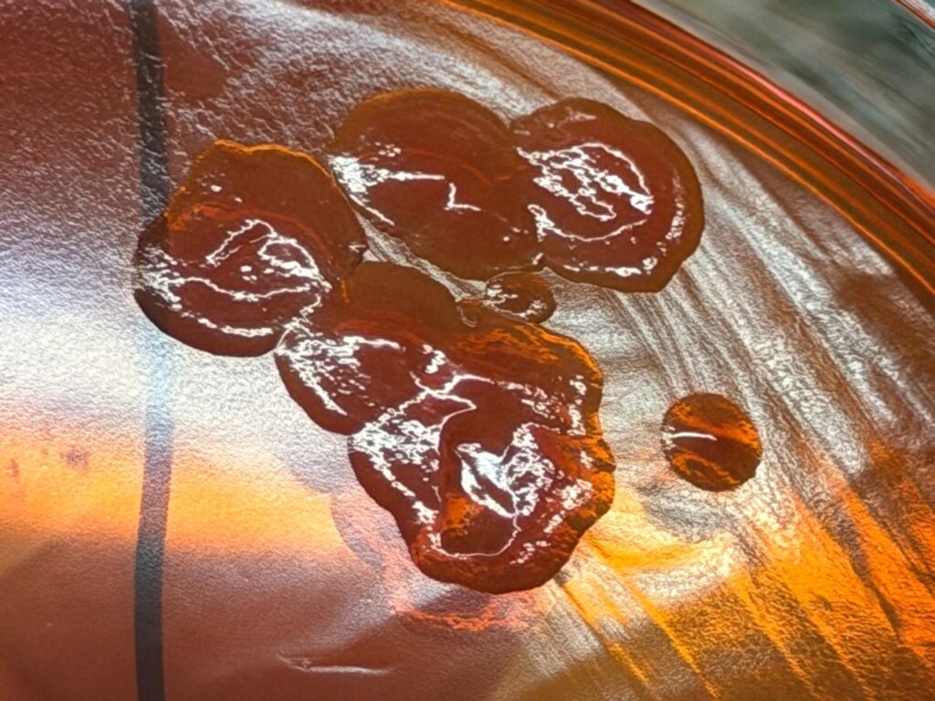 Pseudomonas putida colony morphology on MacConkey agar