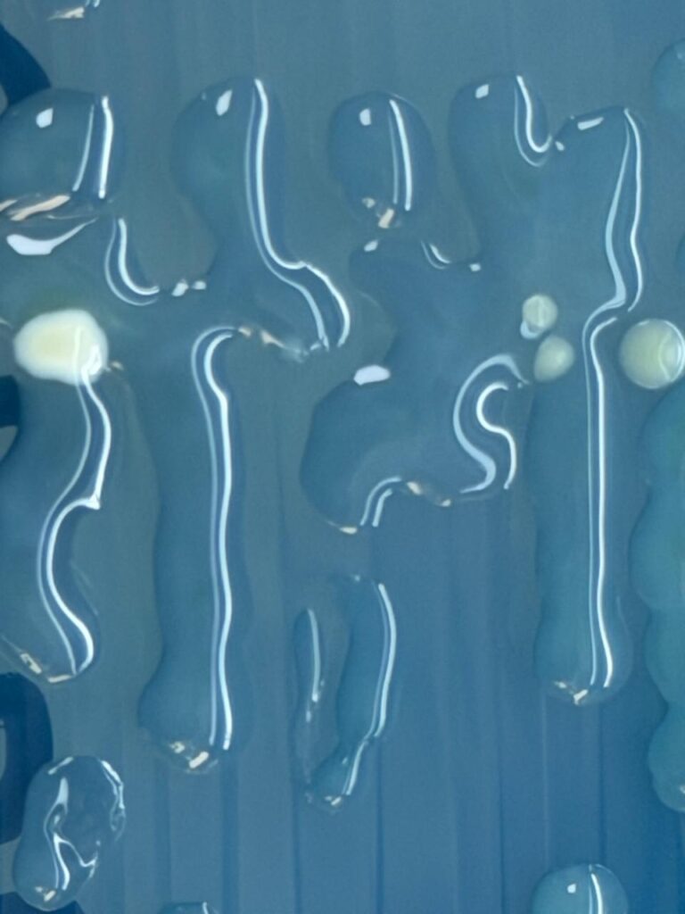 fAcinetobacter lwoffii on CLED agar showing smooth, mucoid, and glistening circular bluish colonies
