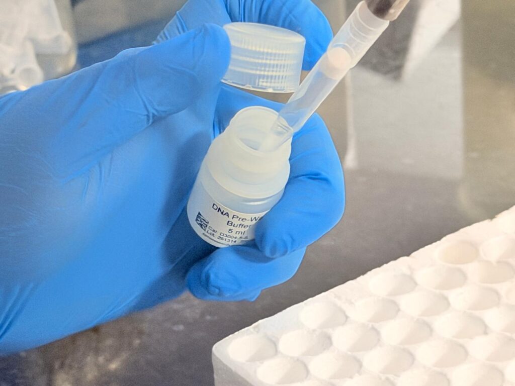 Adding 200 µl DNA Pre-Wash Buffer to the column