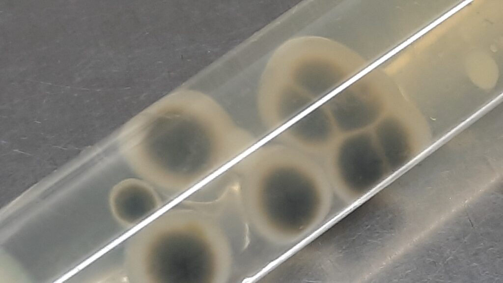Cladophialophora colony morphology on Sabouraud dextrose agar(SDA)