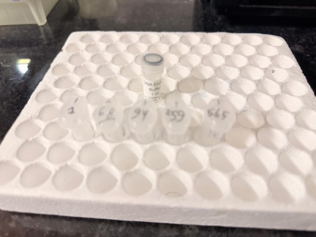 Ultra-pure DNA-ready for sensitive downstream molecular biology applications